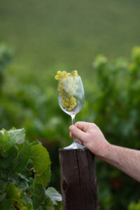 KWV Raises The Bar As One of SA’s Most Consistent Wine Producers