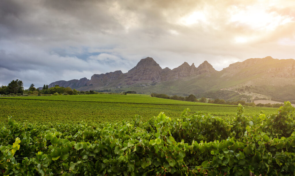 KWV Raises The Bar As One of SA’s Most Consistent Wine Producers