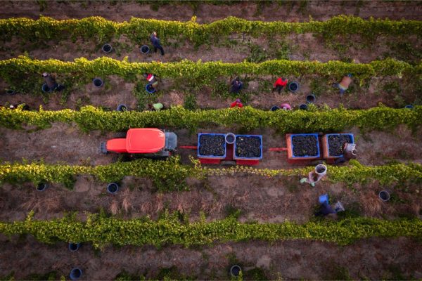 Drone view of tractor Merlot grapes