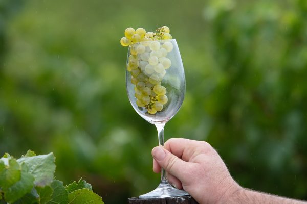 KWV Raises The Bar As One of SA’s Most Consistent Wine Producers